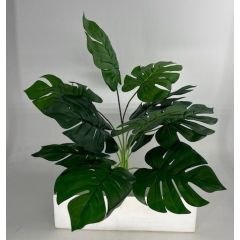 X12 Split Philo Bush