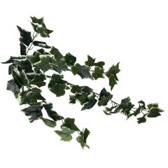 X5 English Ivy 72 Lvs - Green/White