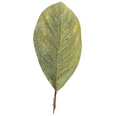 CANVAS MAGNOLIA LEAF-LARGE-TT GREEN (PK OF 12)