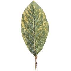 CANVAS MAGNOLIA LEAF- SMALL-TT GREEN (PACK OF 12)